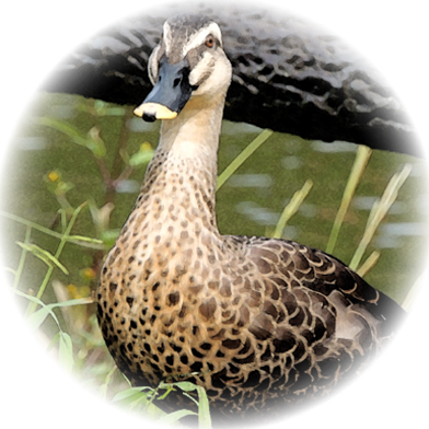 いのししイメージ