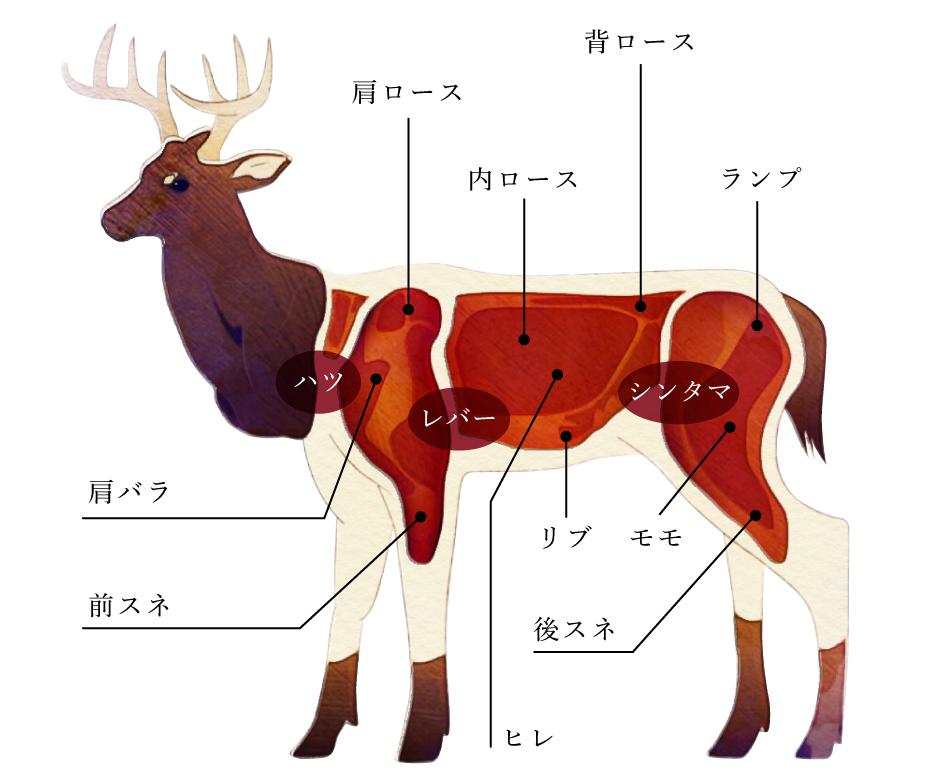 鹿の部位イメージ