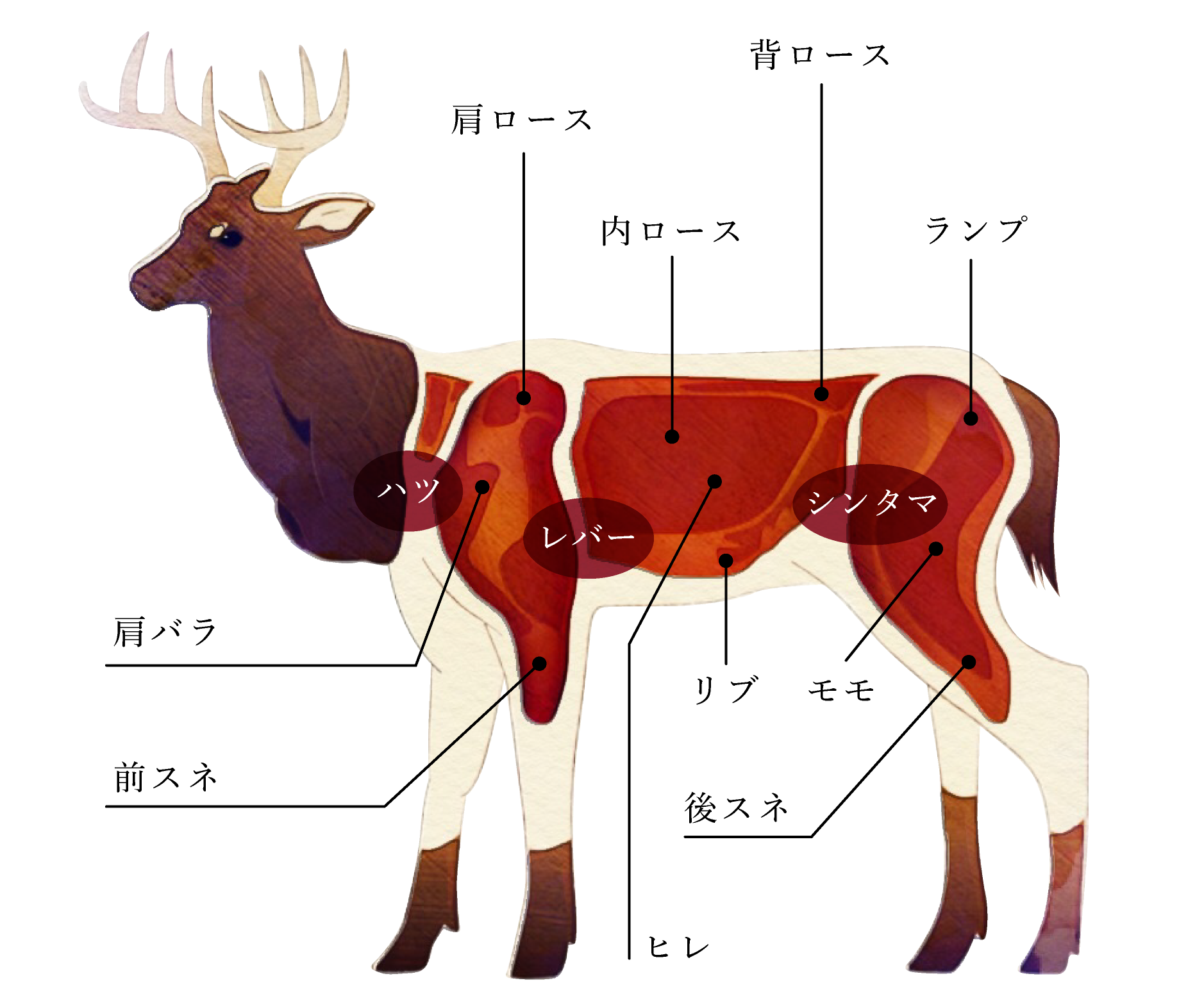 鹿イメージ